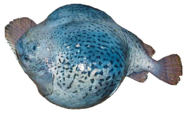 白令海圆腹鱼(Aptocyclus ventricosus)