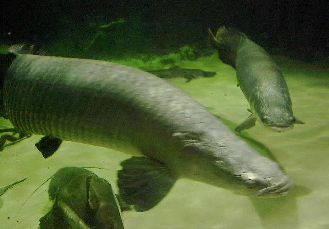 巨巴西骨舌鱼(Arapaima gigas)