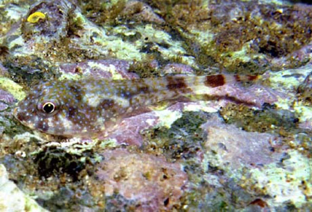 红眼阿科斯喉盘鱼(Arcos erythrops)