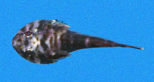 杂斑阿科斯喉盘鱼(Arcos poecilophthalmos)