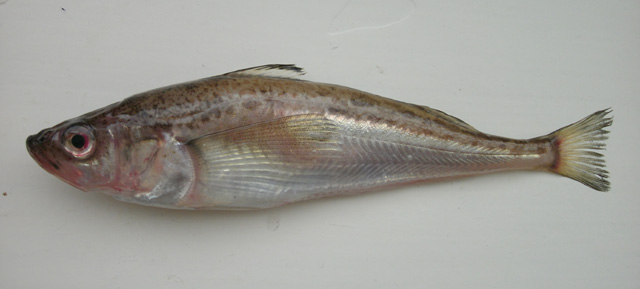 日本叉牙鱼(Arctoscopus japonicus)