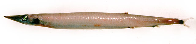 北极魣鳕(Arctozenus risso)