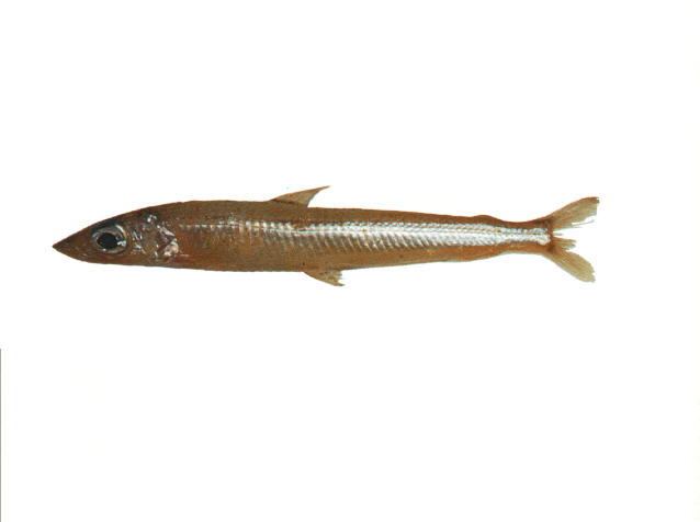 长体水珍鱼(Argentina elongata)