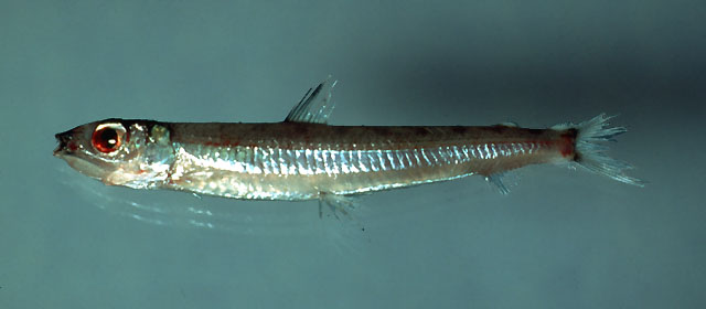 条纹水珍鱼(Argentina striata)
