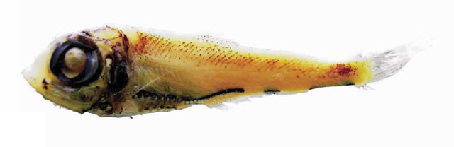 大西洋银光鱼(Argyripnus atlanticus)