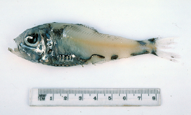 虹彩银光鱼(Argyripnus iridescens)