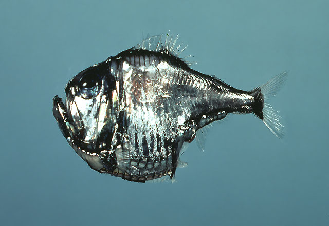 棘银斧鱼(Argyropelecus aculeatus)
