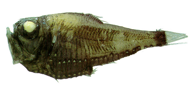长银斧鱼(Argyropelecus affinis)