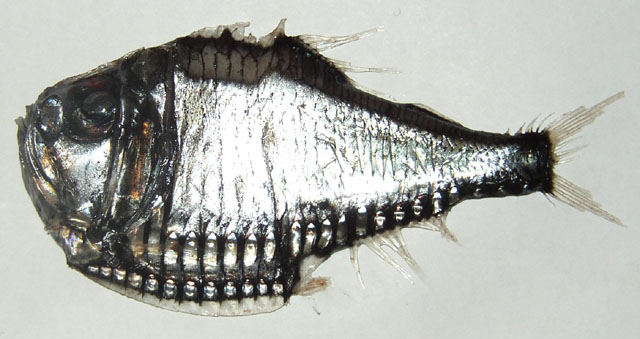 巨银斧鱼(Argyropelecus gigas)