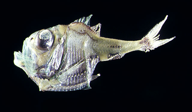 半裸银斧鱼(Argyropelecus hemigymnus)