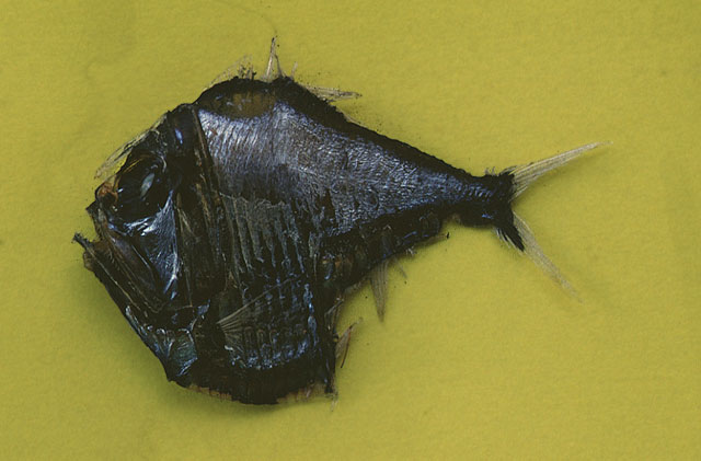 烛银斧鱼(Argyropelecus lychnus)