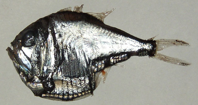 奥氏银斧鱼(Argyropelecus olfersii)