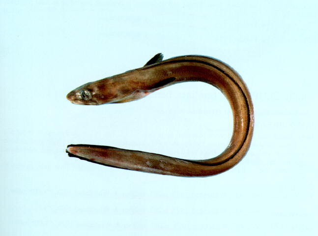 穴美体鳗(齐头鳗)(Ariosoma anago)