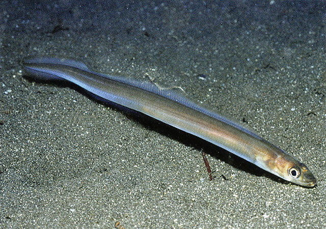 拟穴美体鳗(奇鳗)(Ariosoma anagoides)