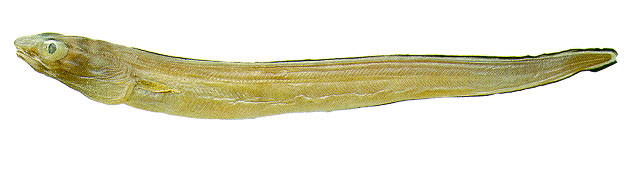长美体鳗(Ariosoma anale)