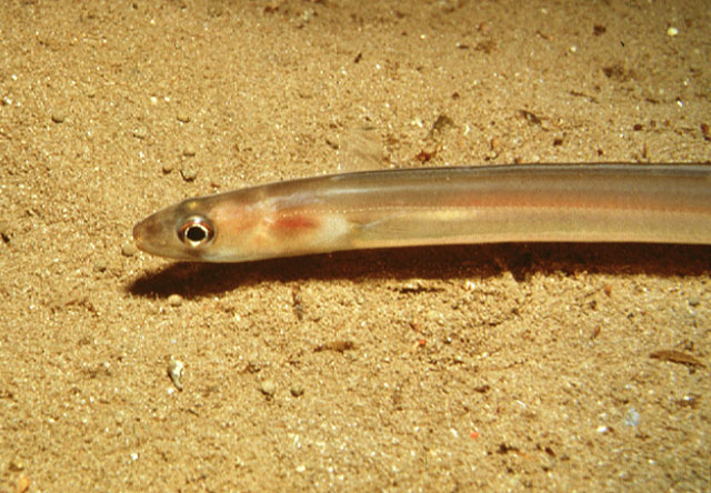 美体鳗(Ariosoma balearicum)