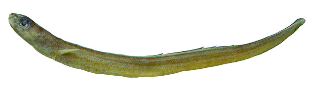 小牙美体鳗(Ariosoma coquettei)