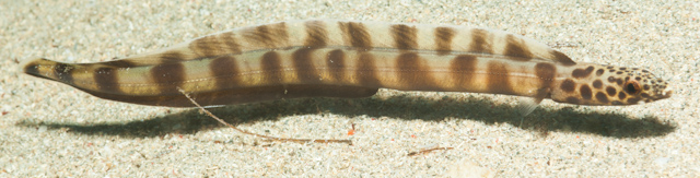 条纹美体鳗(Ariosoma fasciatum)