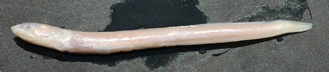 大美体鳗(大奇鳗)(Ariosoma major)