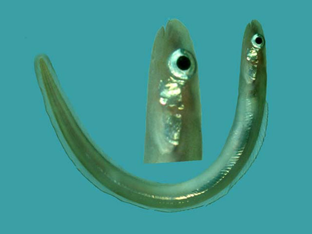 大眼美体鳗(Ariosoma megalops)