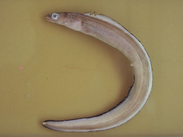 背眼美体鳗(Ariosoma opistophthalmum)