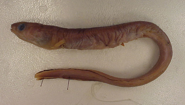 萨氏美体鳗(Ariosoma sazonovi)