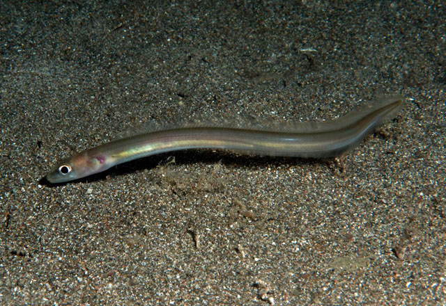 谢勒美体鳗(Ariosoma scheelei)