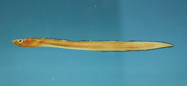 月眼美体鳗(Ariosoma selenops)