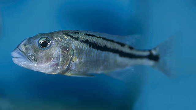 克氏美色丽鱼(Aristochromis christyi)