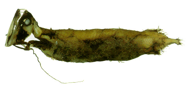 格氏奇巨口鱼(Aristostomias grimaldii)