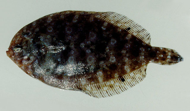 无斑羊舌鲆(Arnoglossus aspilos)