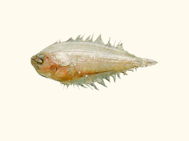 达氏羊舌鲆(Arnoglossus dalgleishi)