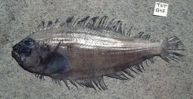 弱羊舌鲆(Arnoglossus debilis)