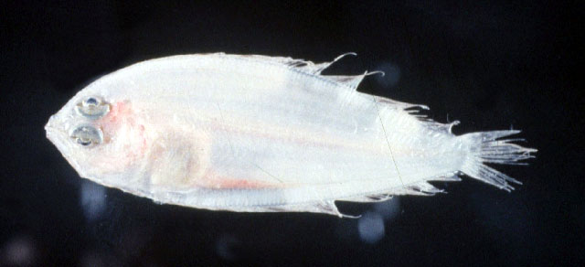 长体羊舌鲆(Arnoglossus elongatus)
