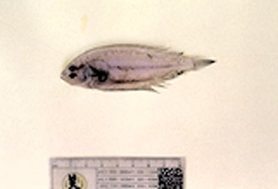 大口羊舌鲆(Arnoglossus laterna)