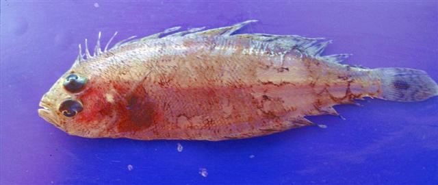 拉氏羊舌鲆(Arnoglossus rueppelii)