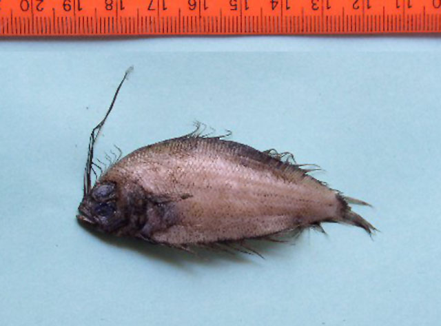 长鳍羊舌鲆(Arnoglossus tapeinosoma)