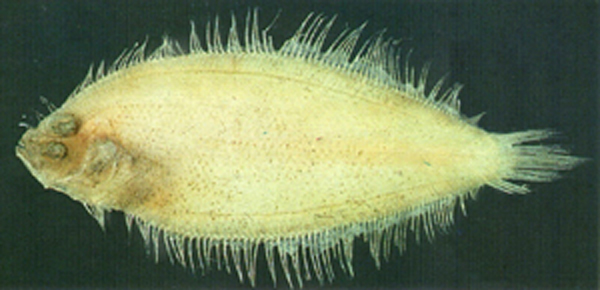 细羊舌鲆(Arnoglossus tenuis)