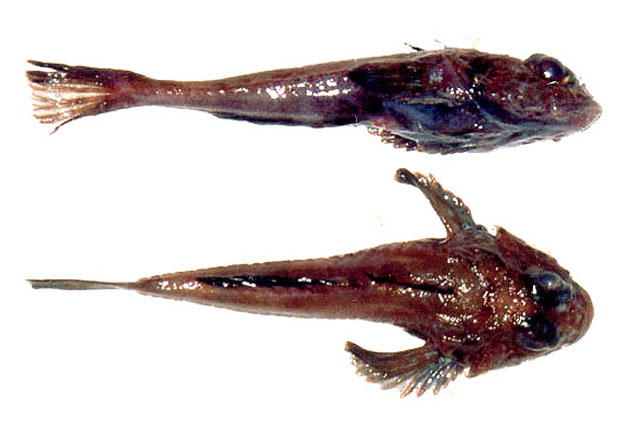 黑鳍阿蒂迪鱼(Artediellichthys nigripinnis)