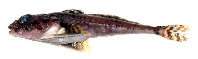 无纹鈎杜父鱼(Artediellus camchaticus)