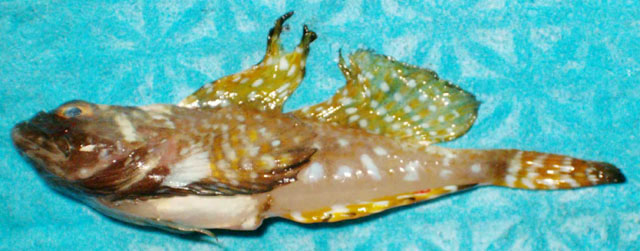 加拿大鈎杜父鱼(Artediellus uncinatus)