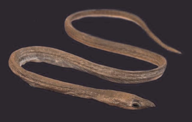 细辛蛇鳗属(Asarcenchelys longimanus)