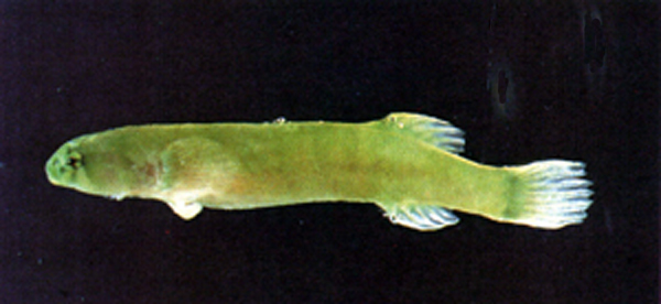 日本小姥鱼(Aspasma minima)