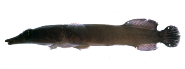 台湾鹤姥鱼(Aspasmichthys ciconiae)