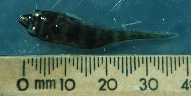 隆线拟姥鱼(Aspasmogaster costata)