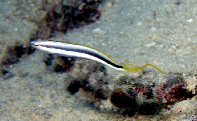杜氏盾齿鳚(Aspidontus dussumieri)