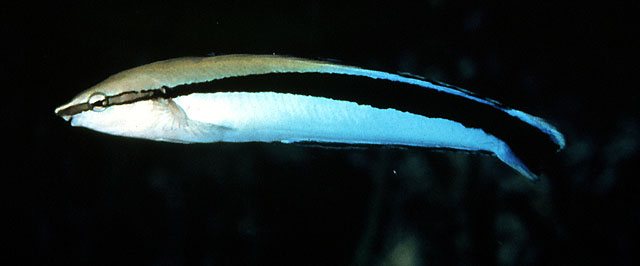 纵带盾齿鳚(Aspidontus taeniatus)