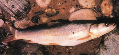 新疆扁吻鱼(新强大头鱼)(Aspiorhynchus laticeps)