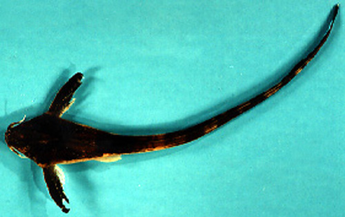 丝鳍粗皮鲇(Aspredinichthys filamentosus)