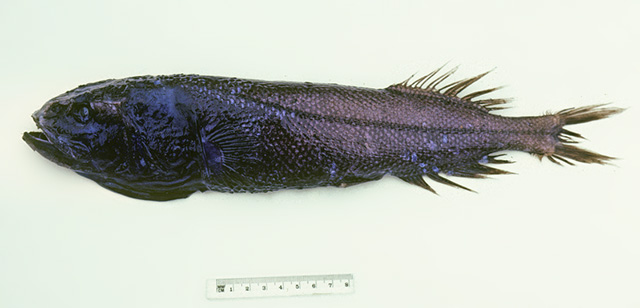 约氏裸头鱼(Asquamiceps hjorti)